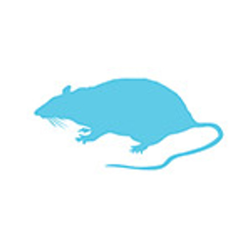 Large Mice (20 - 30 grams)