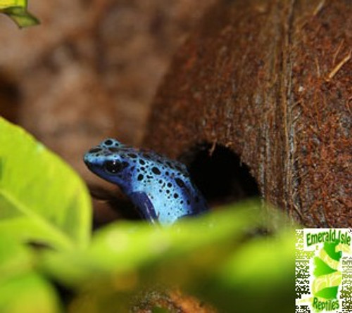 Blue poison dart frog (Dendrobates tinctorius azureus)