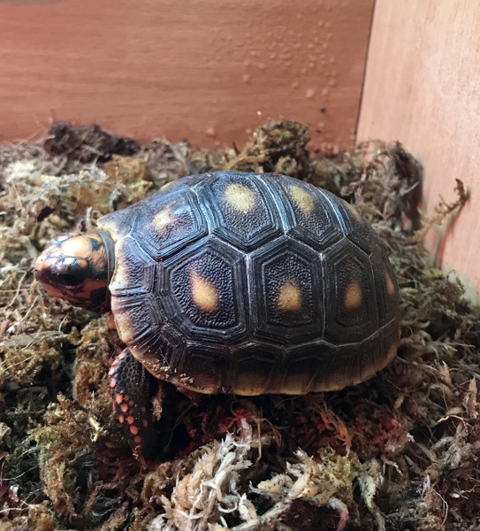 Red-foot Tortoise (Chelonoidis carbonaria)