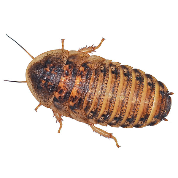 Dubia Roaches - Adult