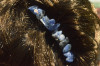 Tumbled Sodalite Stone Hair Combs 