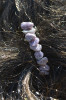 Lepidolite Stone French Barrette Hair Clip with Lavender Stones - 60 MM - Made to Order