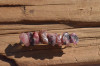 Rhodonite Stones French Barrette Hair Clip - 60 MM - Made to Order