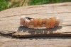 Peach Moonstones French Barrette Hair Clip