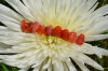 Carnelian Stone French Barrette Hair Clip - 60 MM - Made to Order