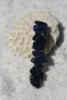 Dumortierite Stone French Barrette - 60 mm - Made to Order
