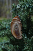 Wire Wrapped Pretzel Ornament