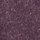 Black Raspberry