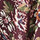 Marsala Multi