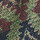 Olive Multi