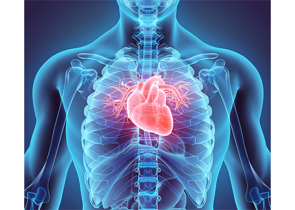 Your Heart and Low Magnesium Levels