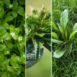 From weeds to wellness: 3 backyard plants packed with spring nutrition