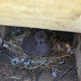 Kaitiaki in action: A season of hope for Onetahua