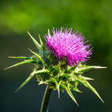 Milk Thistle: Liver Detox Essential