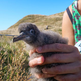 HealthPost Nature Trust species focus: Pakahā fluttering shearwater