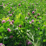 Managing menopause naturally with red clover Managing menopause naturally with red clover