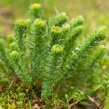 Rhodiola rosea – Supporting Stress in modern day life Rhodiola rosea – Supporting Stress in modern day life