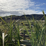 Why wetlands are essential ecosystems