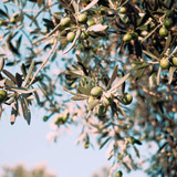 What makes Olive Leaf Extract so Good? What makes Olive Leaf Extract so Good?