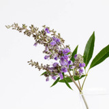 What Women Need To Know About The Vitex Agnus-Castus Fruit What Women Need To Know About The Vitex Agnus-Castus Fruit