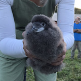 Nature Trust update: pakahā translocation day