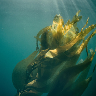 Getting Started With Seaweed: The Oceans’ Superfood
