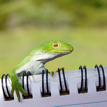 HealthPost Nature Trust species focus: The Nelson Green Gecko