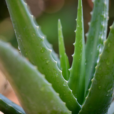 Aloe Aloe – what do we have here then?