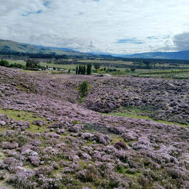 From hillside to bottle – the power of Central Otago Thyme