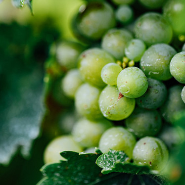 Why Vinanza Grape Should Be Part Of Your Beauty Ritual