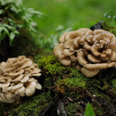 Functional mushrooms: everything you want to know