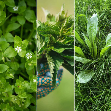 From weeds to wellness: 3 backyard plants packed with spring nutrition