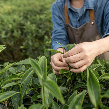 How L-theanine supports calm & focus – our naturopath explains