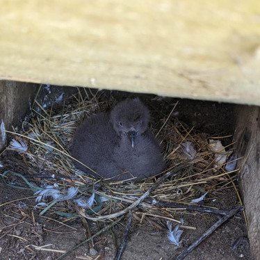 Kaitiaki in action: A season of hope for Onetahua