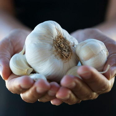 Gotta Have Some Garlic