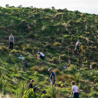 Native trees for regeneration and connection