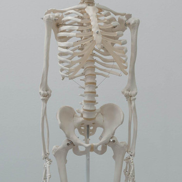 Dem Bones Dem Bones Dem Dry Bones… Dem Bones Dem Bones Dem Dry Bones…