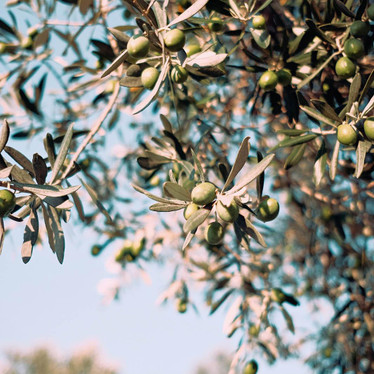 What makes Olive Leaf Extract so Good?