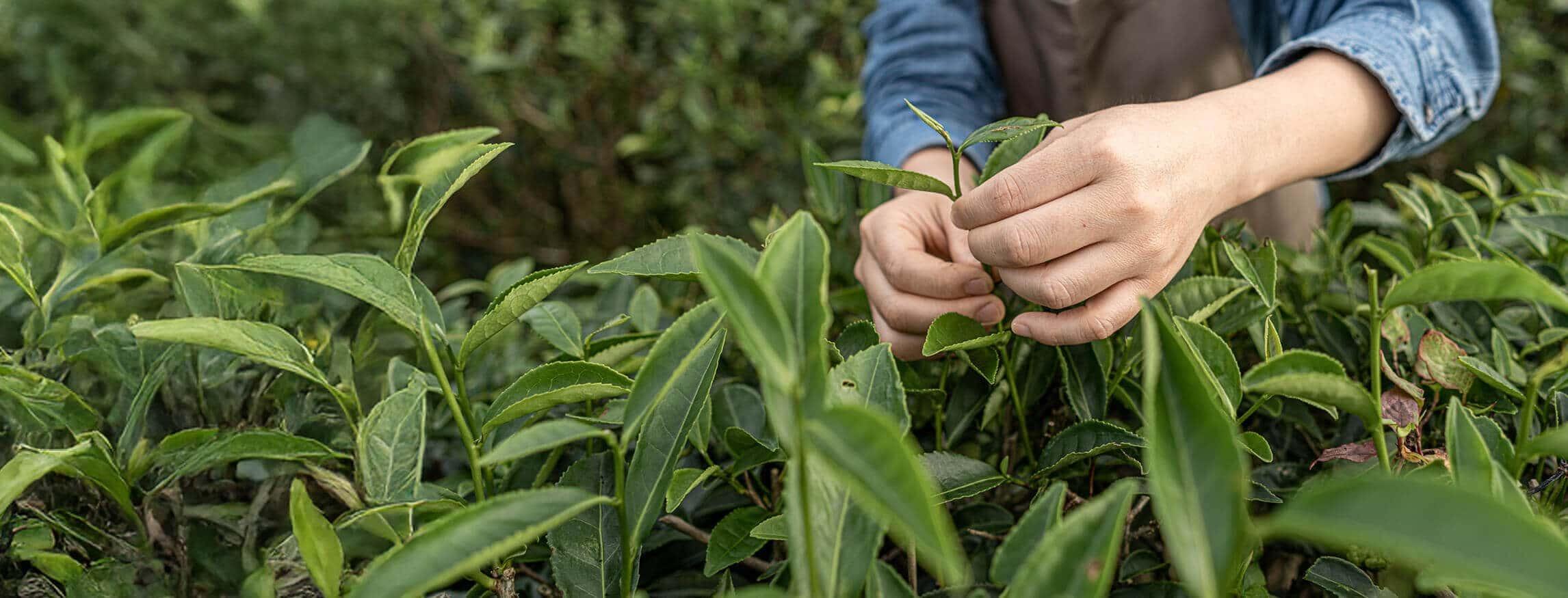 Hands holding a green plant landscape