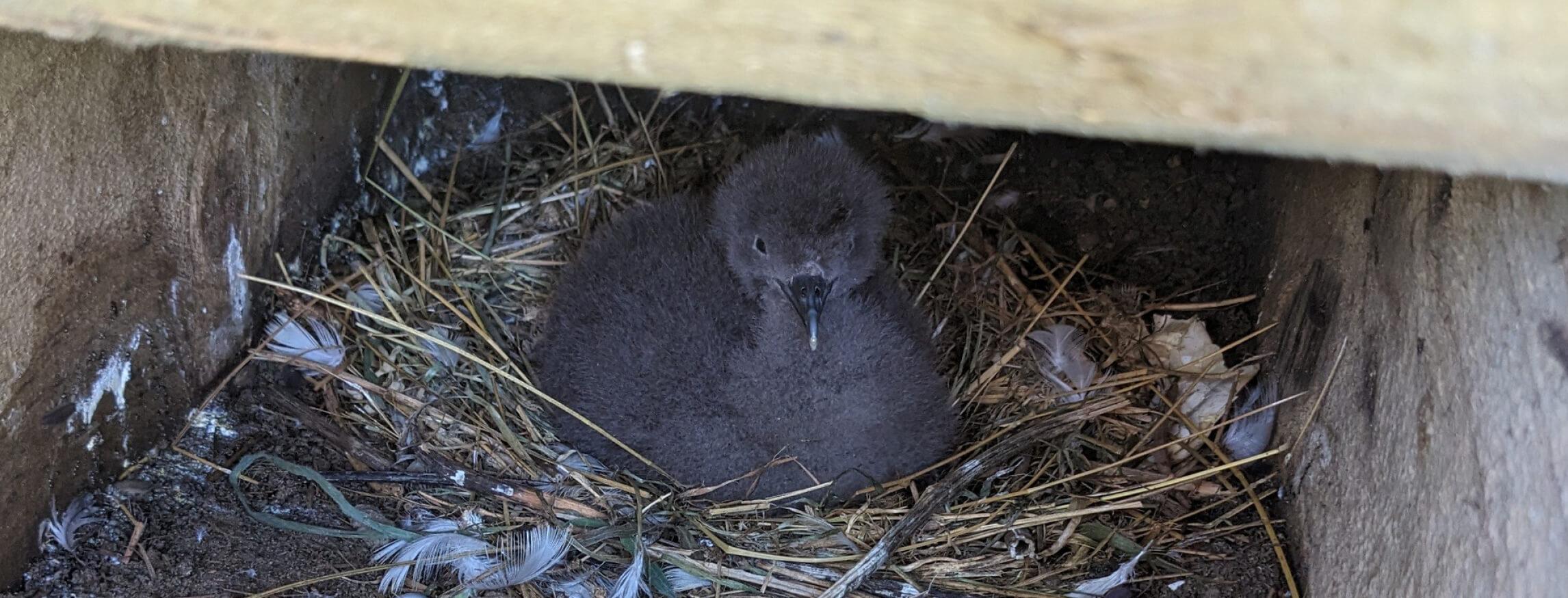 HealthPost Nature Trust Blog Landscape