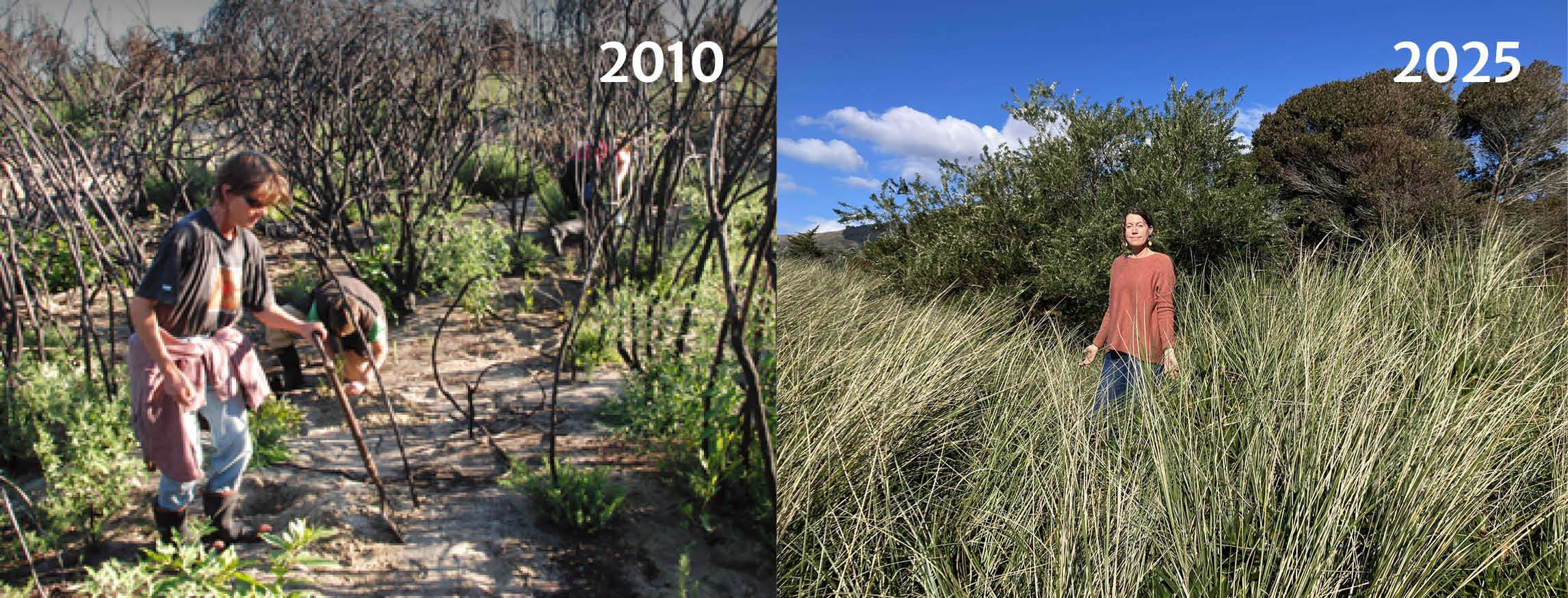Motupipi Sandpit From Fire to Forest