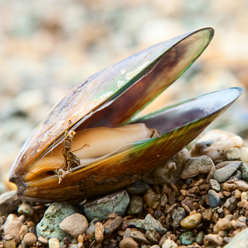 Green Lipped Mussels A Key to Curbing Inflammation, naturally