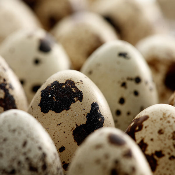 Quail Eggs for Allergies HealthPost NZ