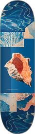 CODA SHANK/NICOLE SALGAR SHELL