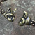 Cat head terminal detail on bronze torc
