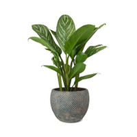 Plant container with plant