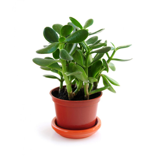 Plant container with plant