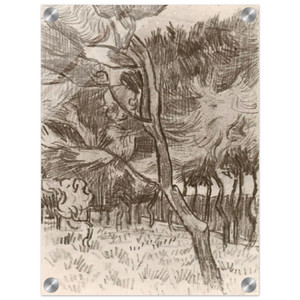 Vincent van Gogh  Pine Trees in the Garden of the Asylum Acrylic Print