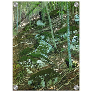 Neil Welliver  Late Light  Contemporary Realism Acrylic Print