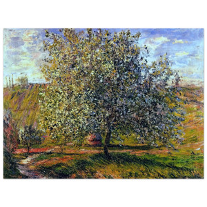 claude monet  Tree in Flower near Vetheuil Aluminum Print